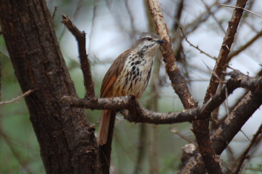 Tanzania - Tordo delle palme macchiato (Cichladusa guttata)